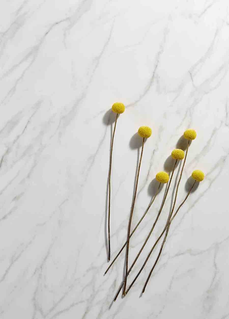 Flat image of honed white marble Instant Granite with yellow ball flowers on long stems, light source from the right with shadows to the left